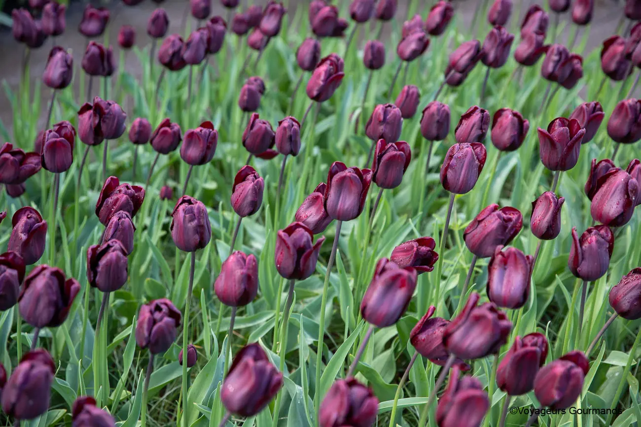 visiter keukenhof 25
