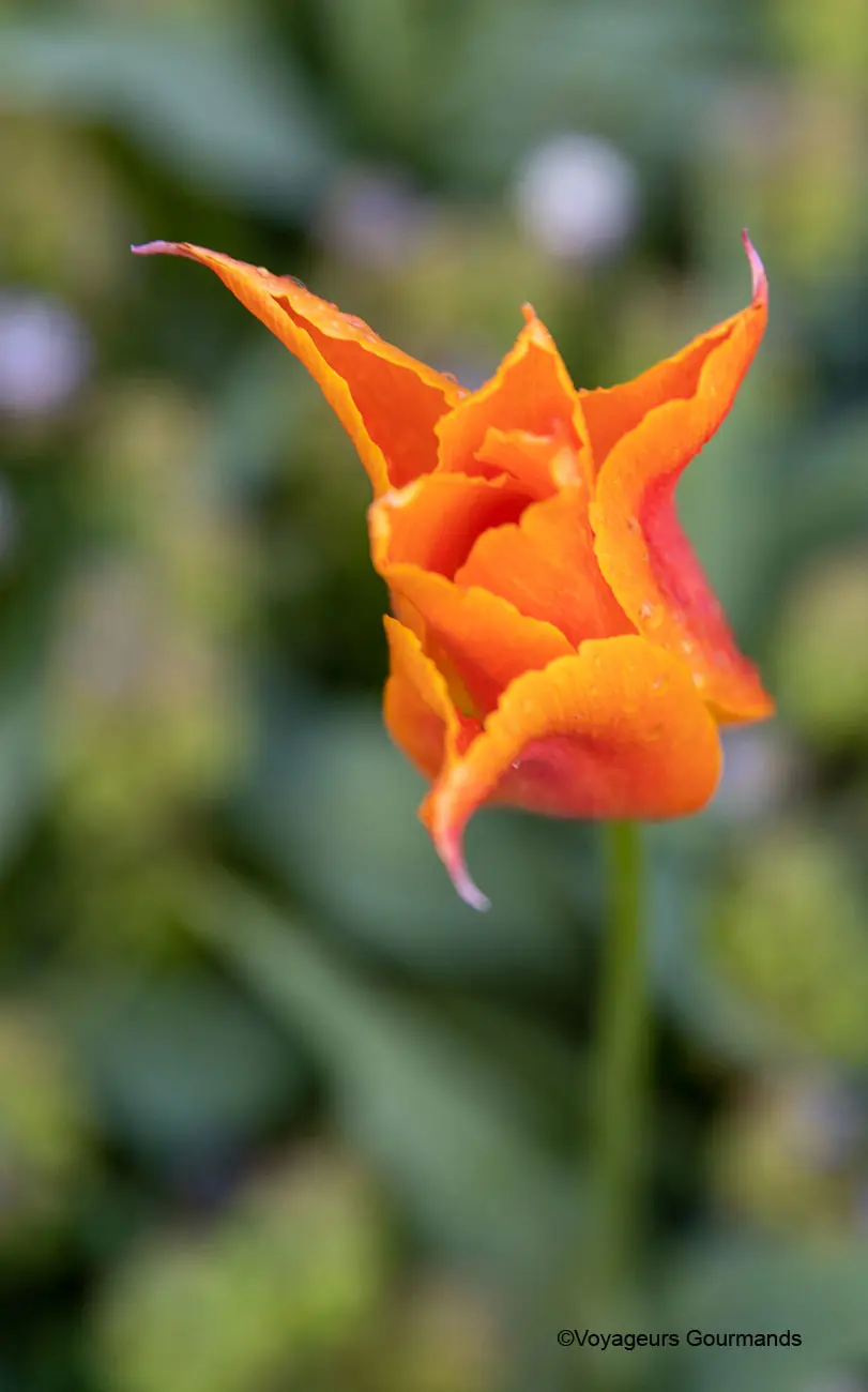 visiter keukenhof 26