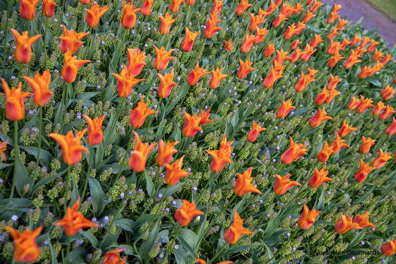 visiter keukenhof 27