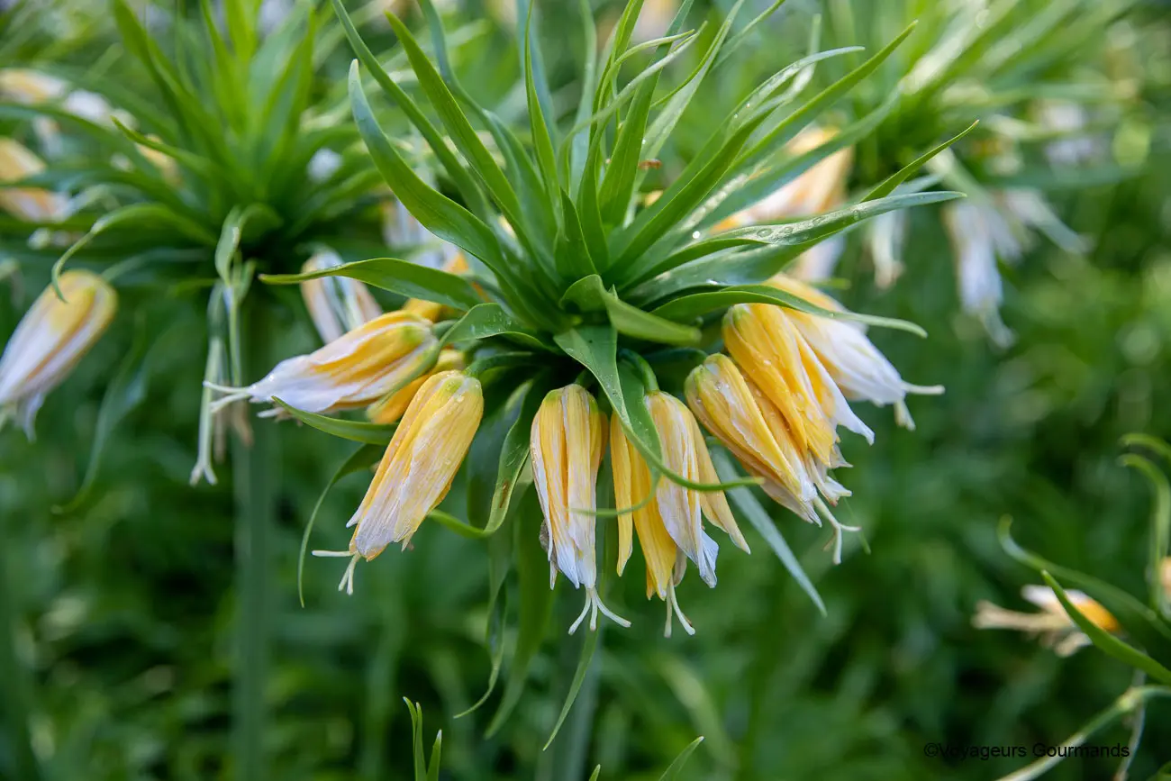 visiter keukenhof 28