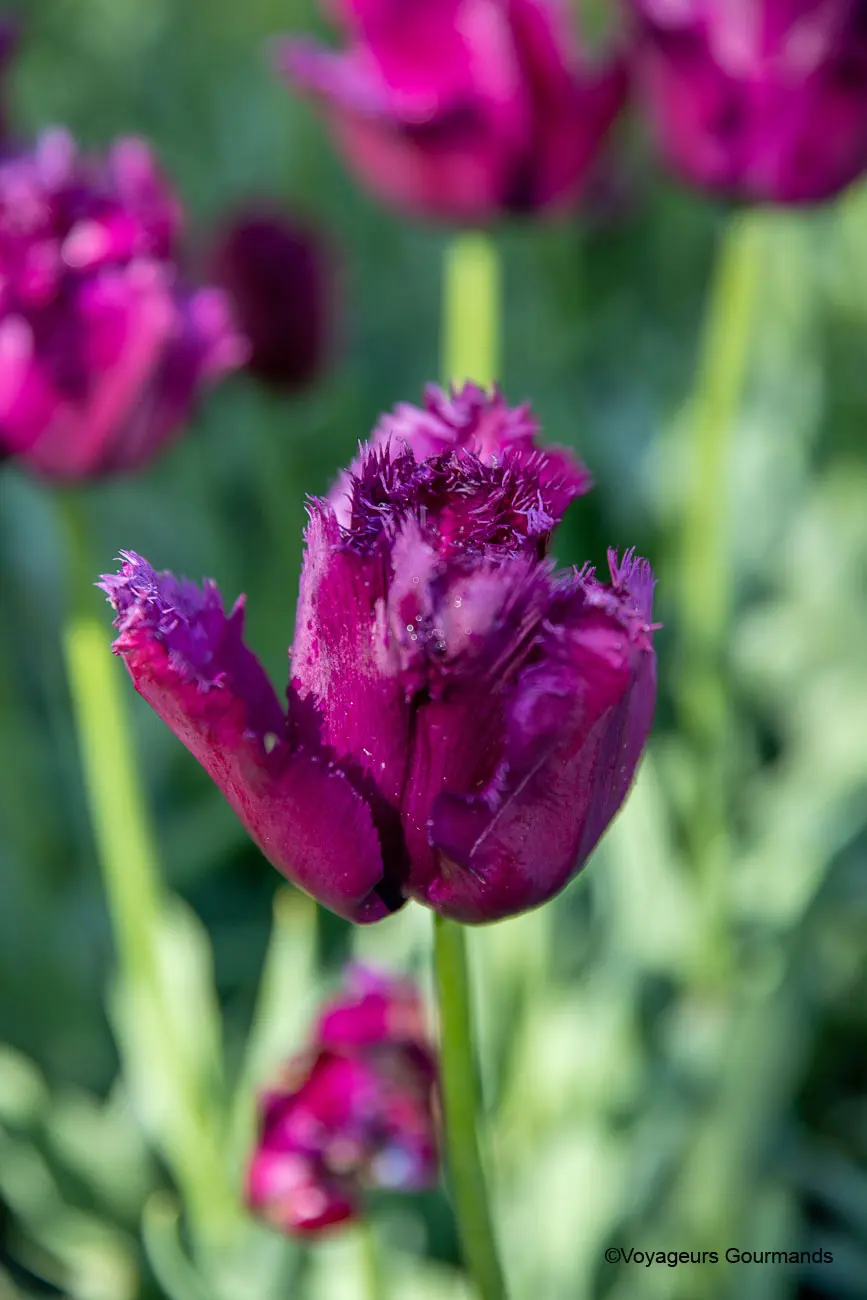 visiter keukenhof 29