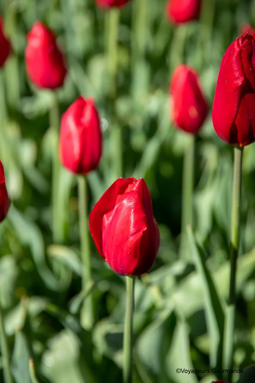 visiter keukenhof 30