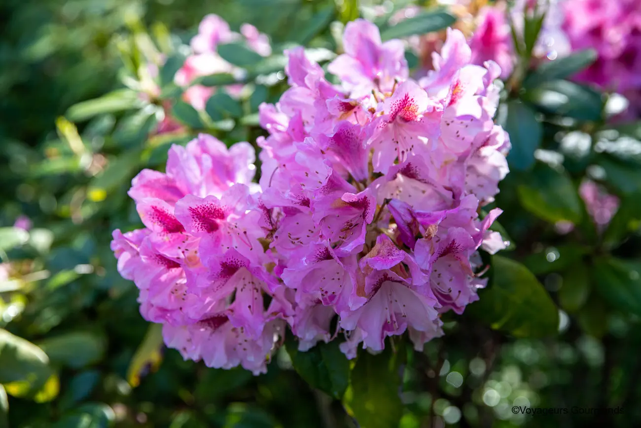 visiter keukenhof 31