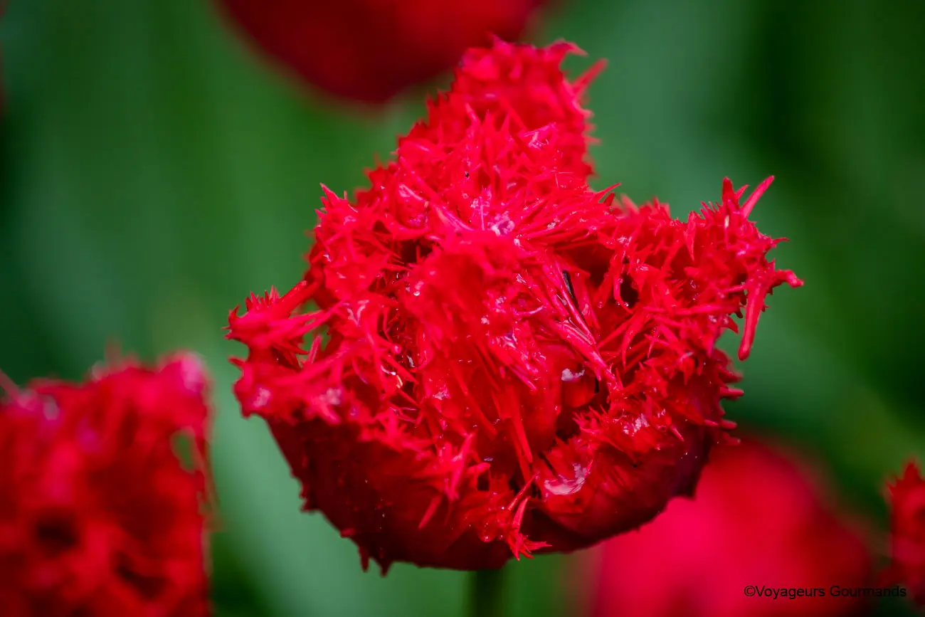 visiter keukenhof 32