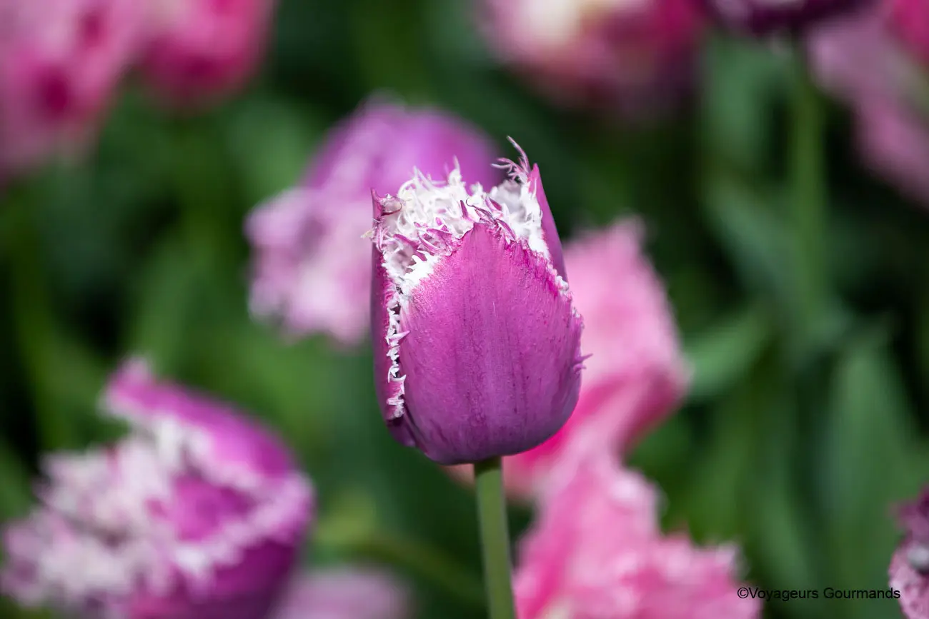 visiter keukenhof 33
