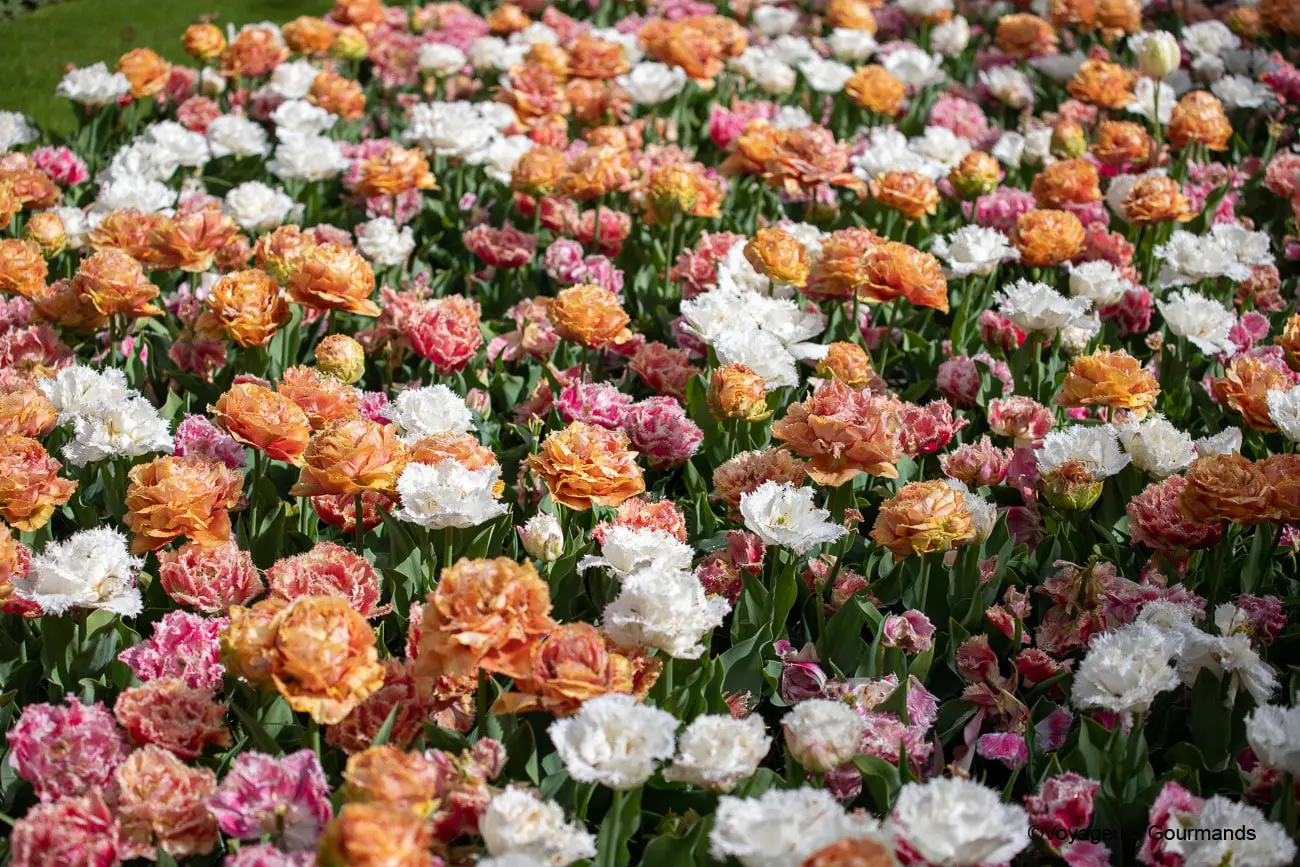 visiter keukenhof 34