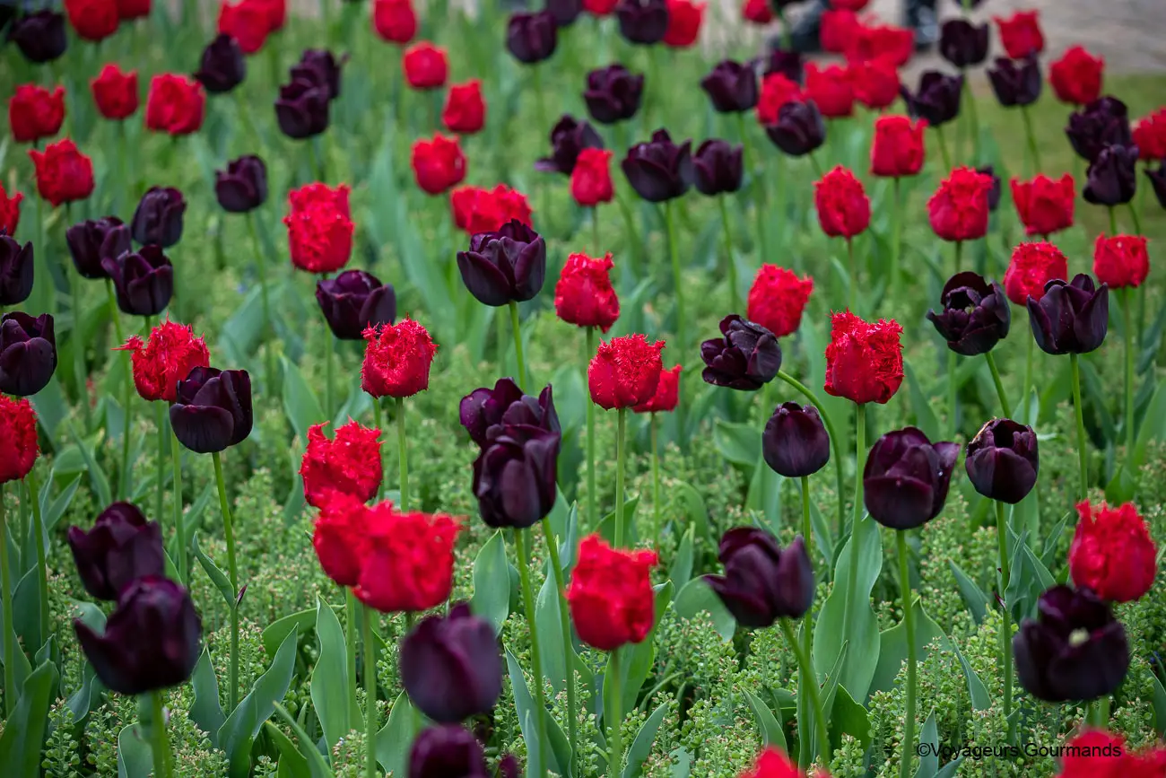 visiter keukenhof 35