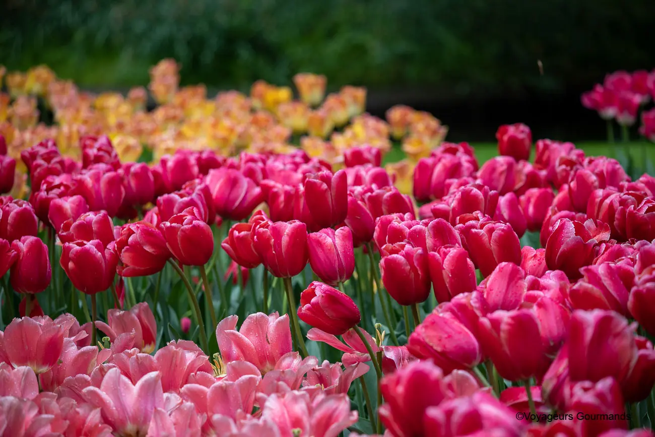 visiter keukenhof 36
