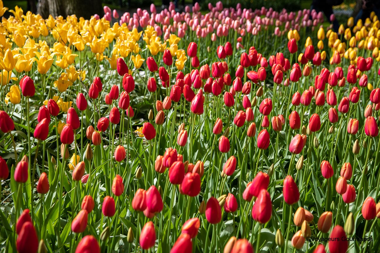 visiter keukenhof