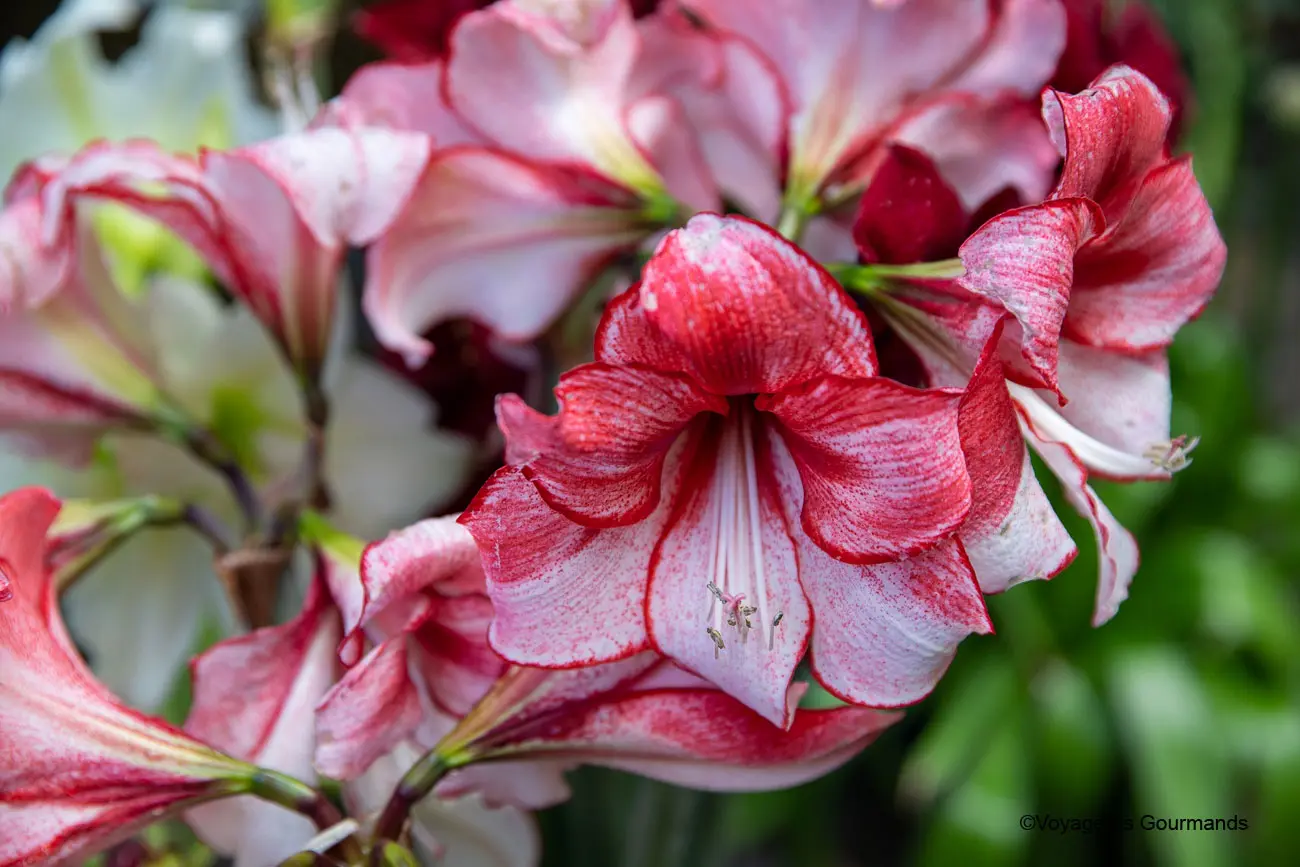 visiter keukenhof 39