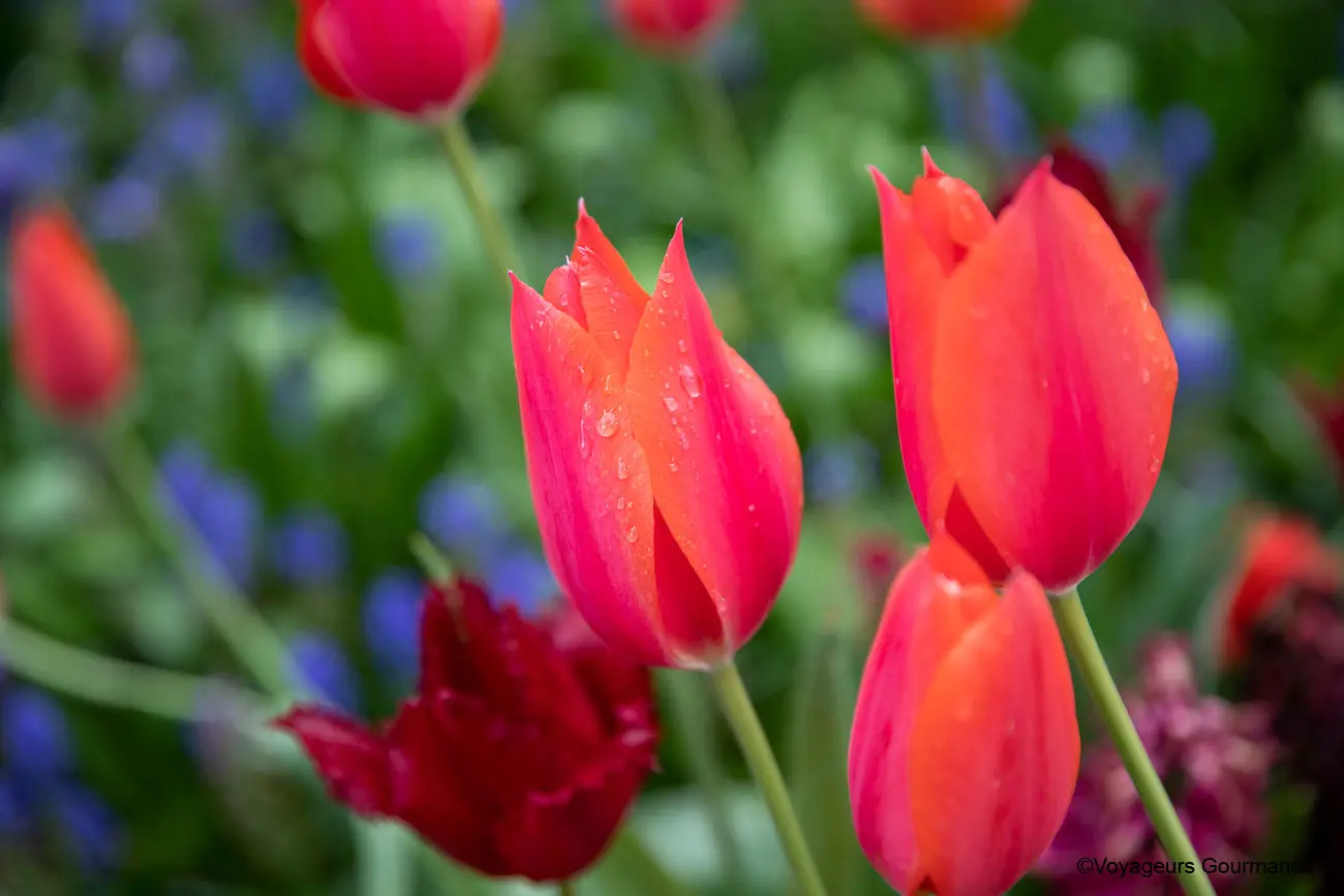 visiter keukenhof 7