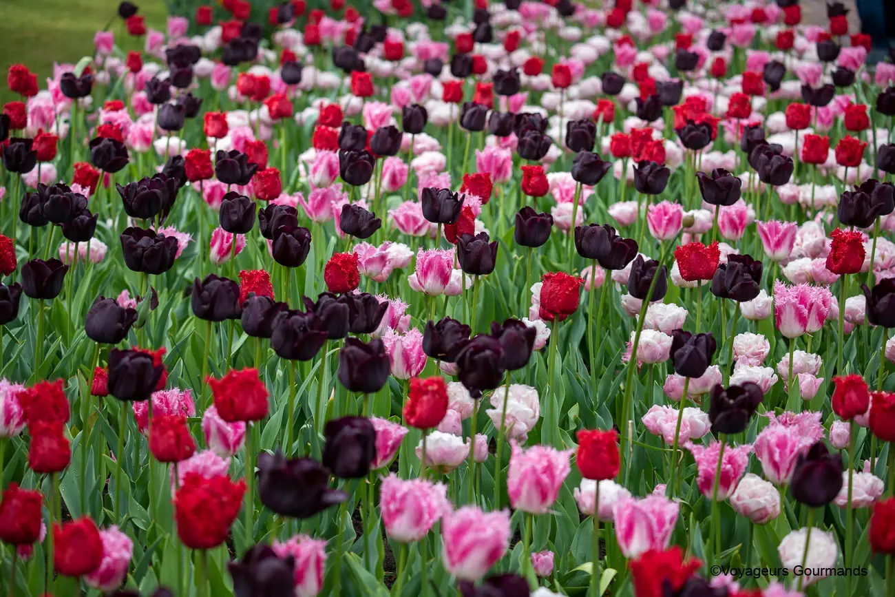 visiter keukenhof