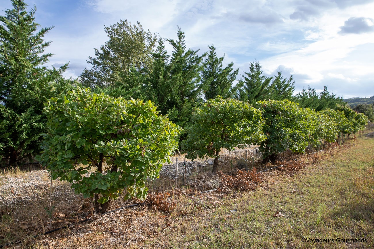 drome provençale