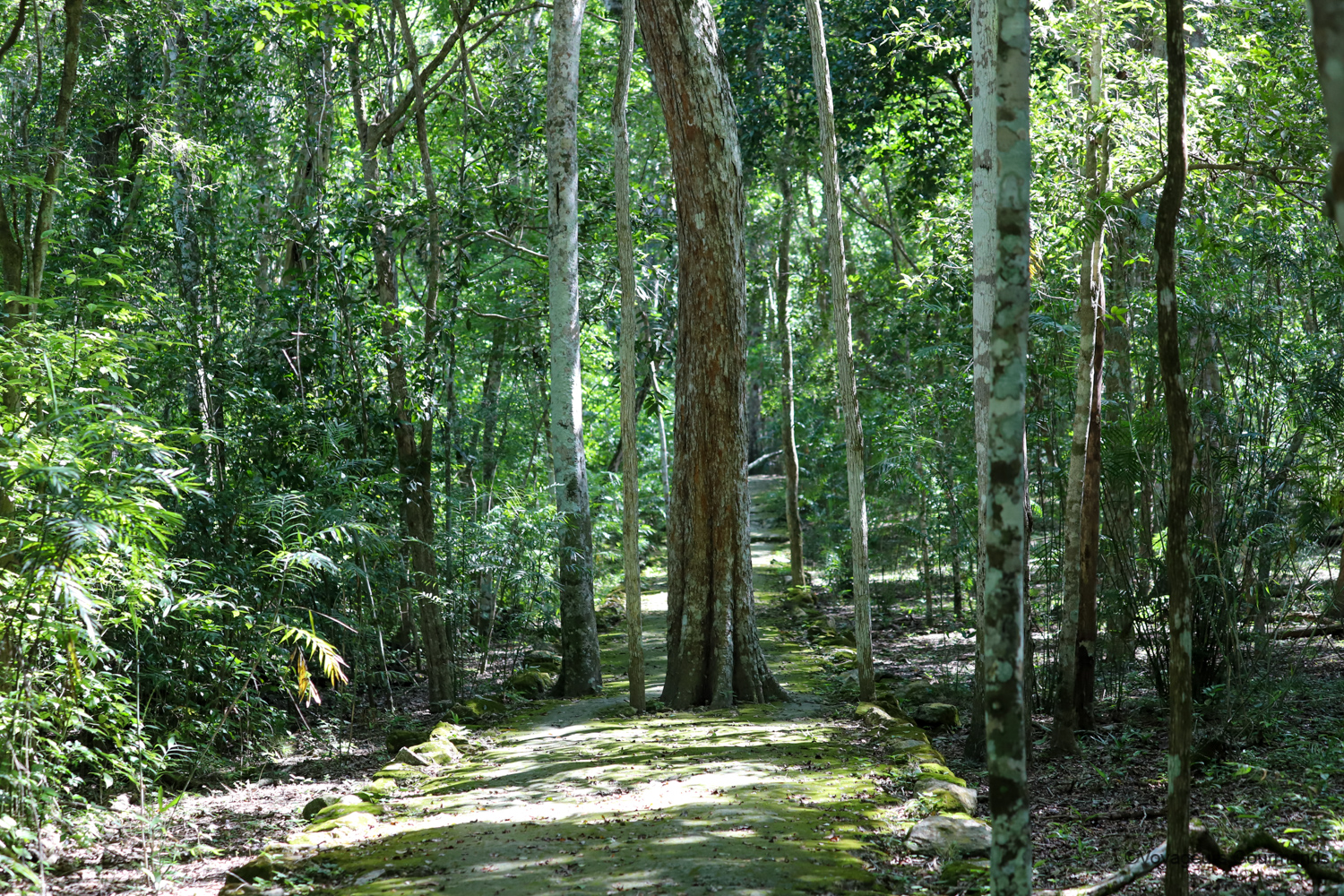 visiter calakmul 10