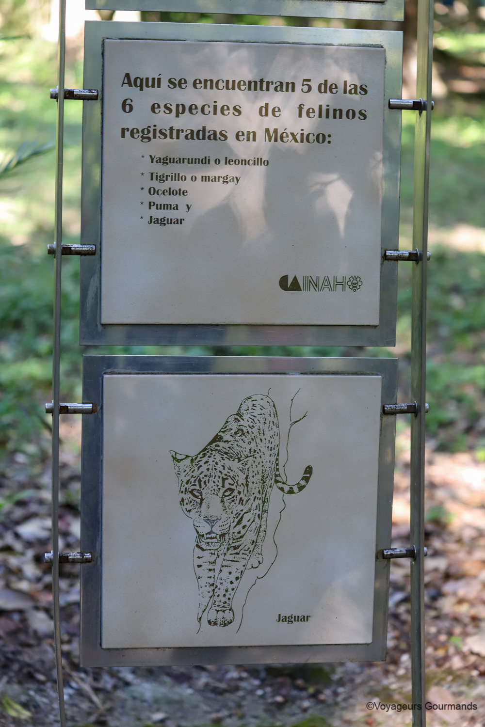 visiter calakmul 9