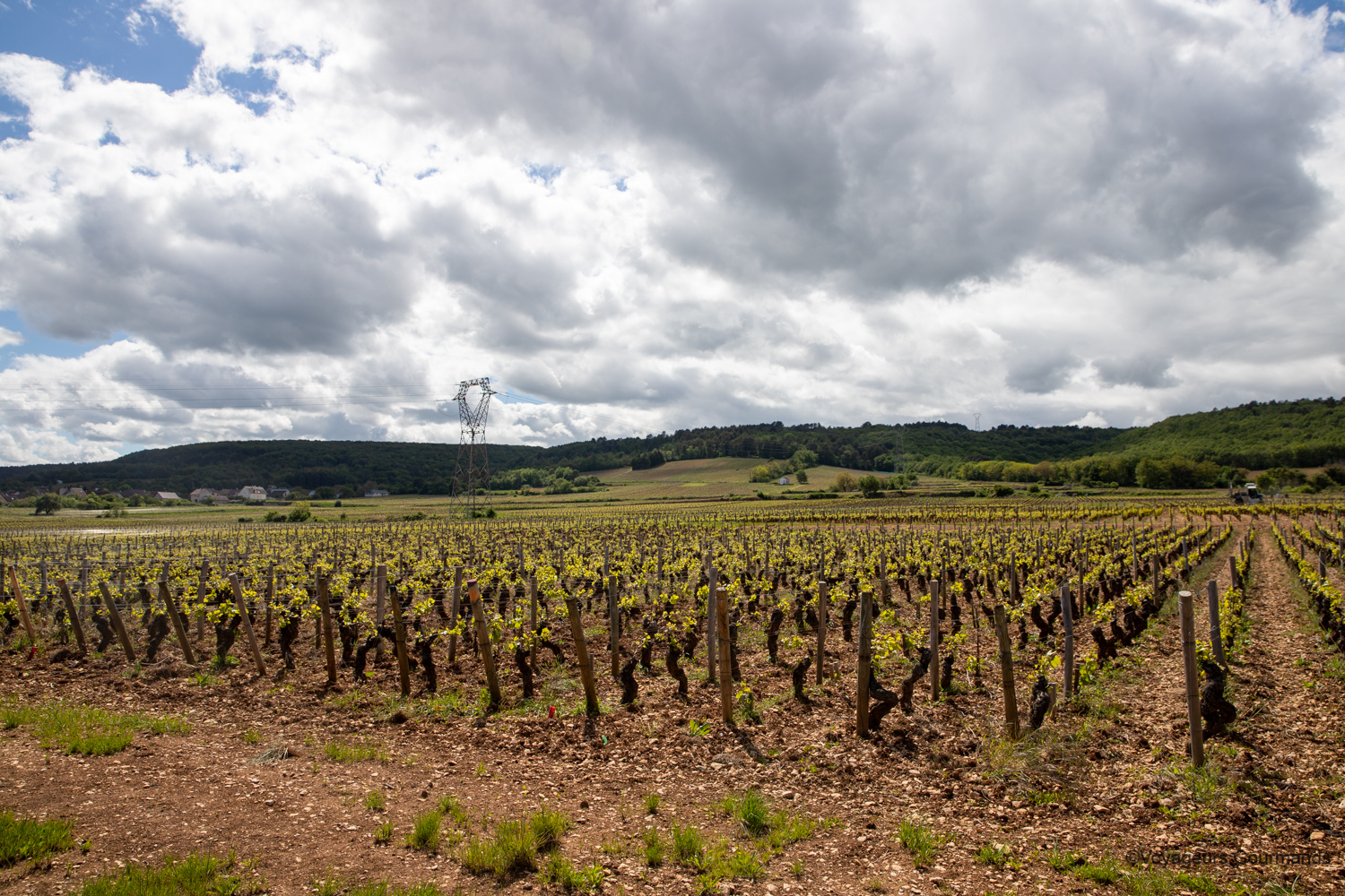 visiter dijon 19