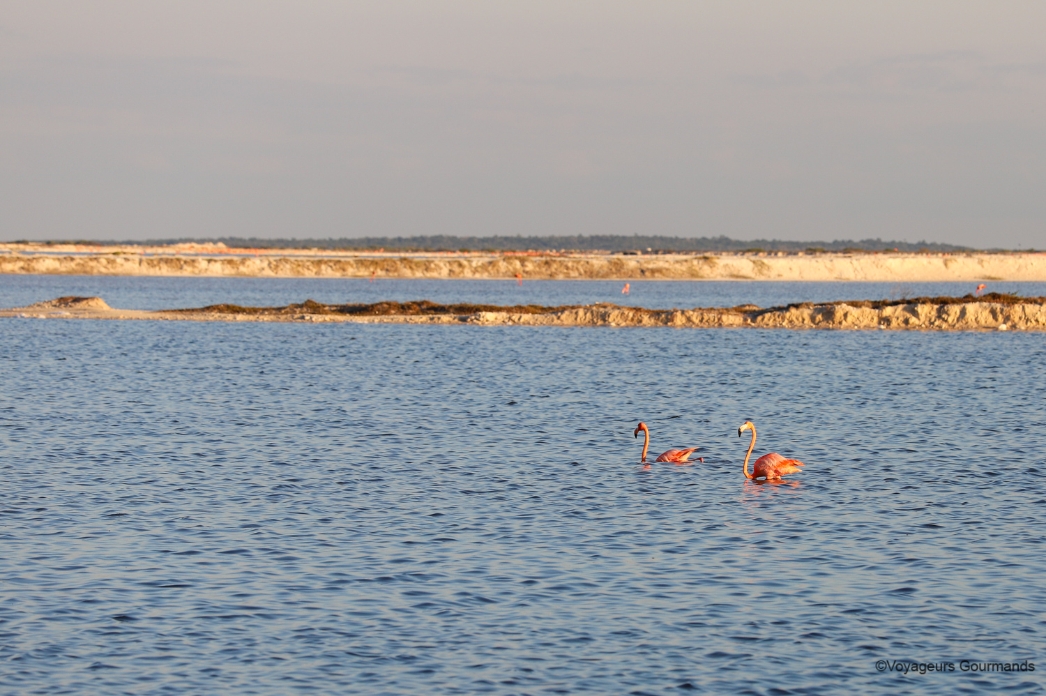 las coloradas et rio lagartos 5