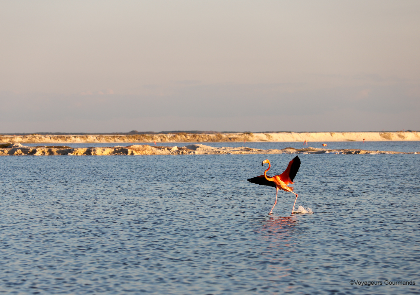 las coloradas et rio lagartos 6