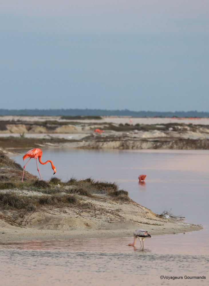las coloradas et rio lagartos 8