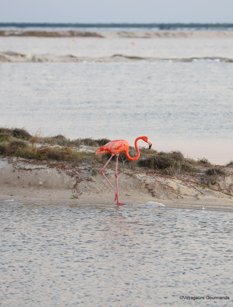 las coloradas et rio lagartos 9