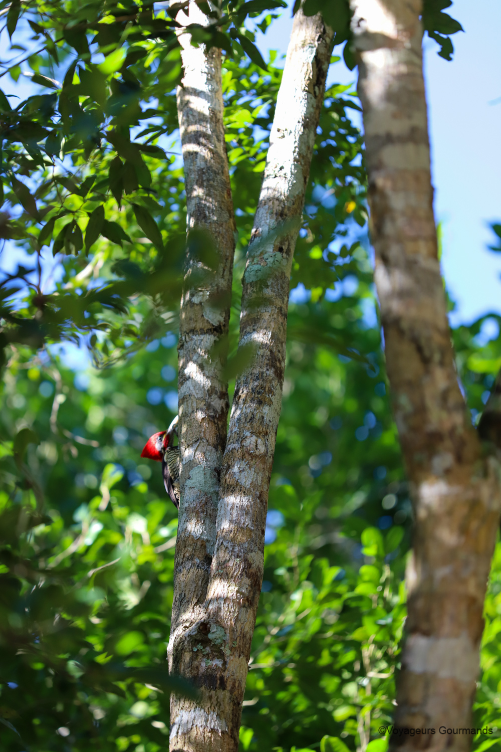 visiter calakmul 1