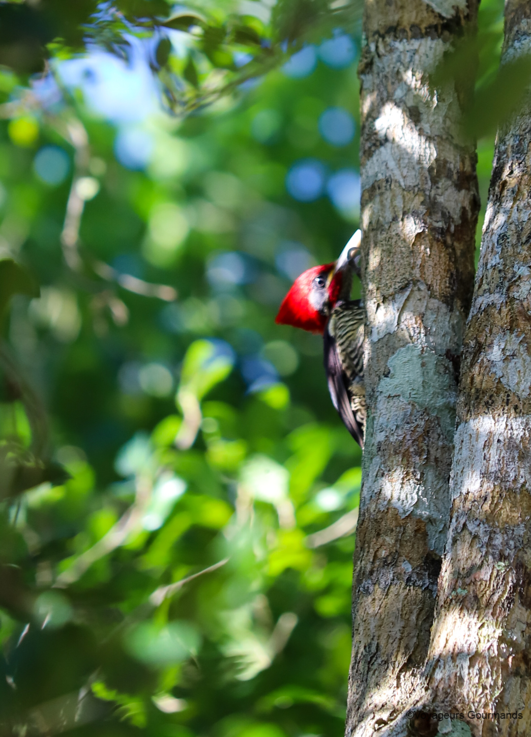 visiter calakmul 2