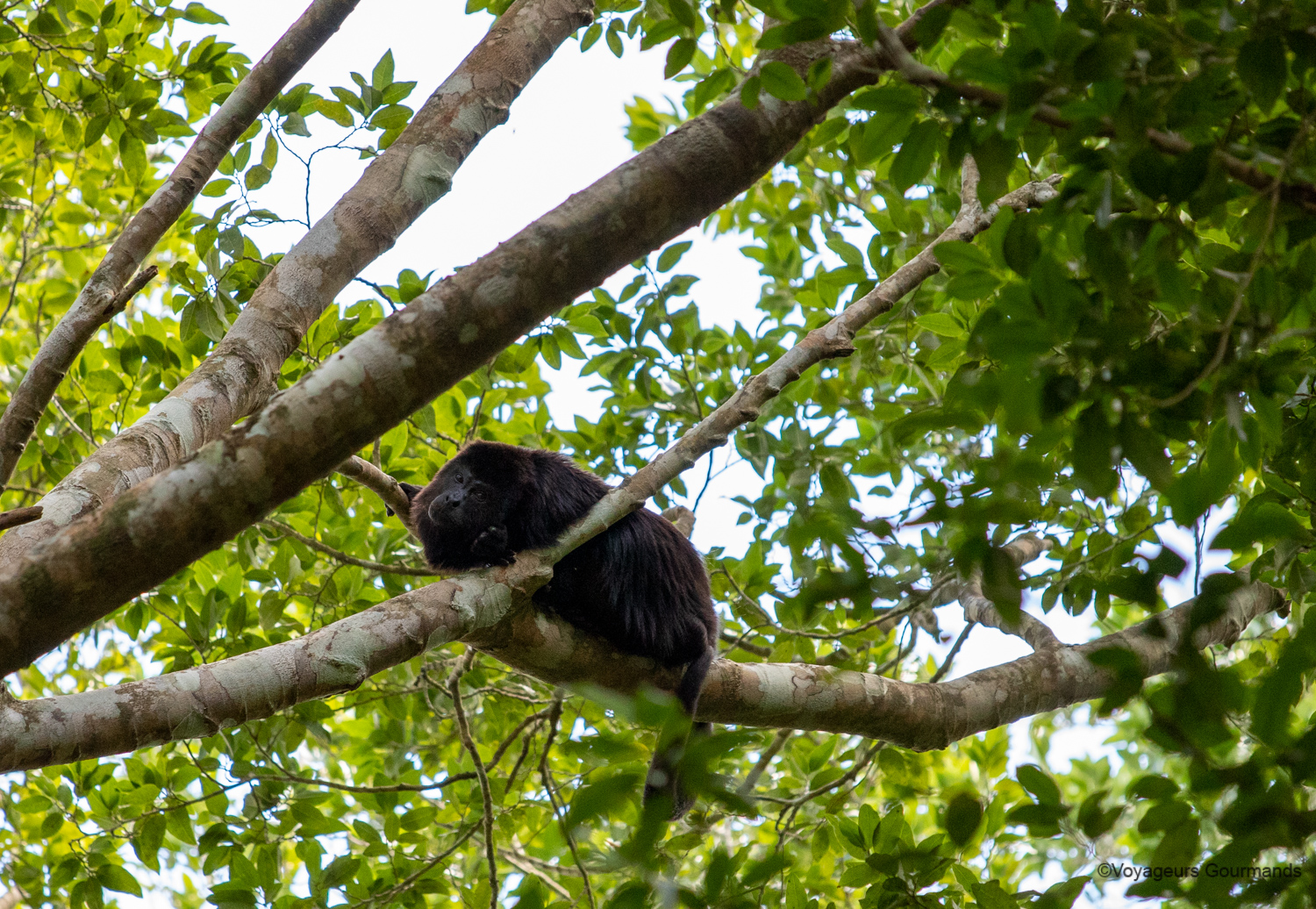 visiter calakmul singes hurleurs 1