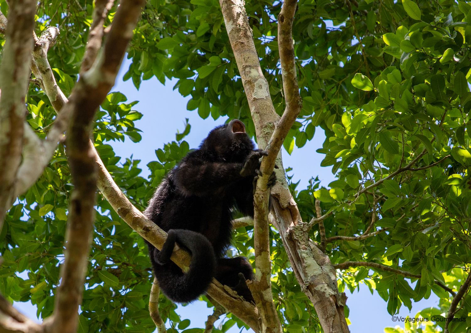 visiter calakmul singes hurleurs 10