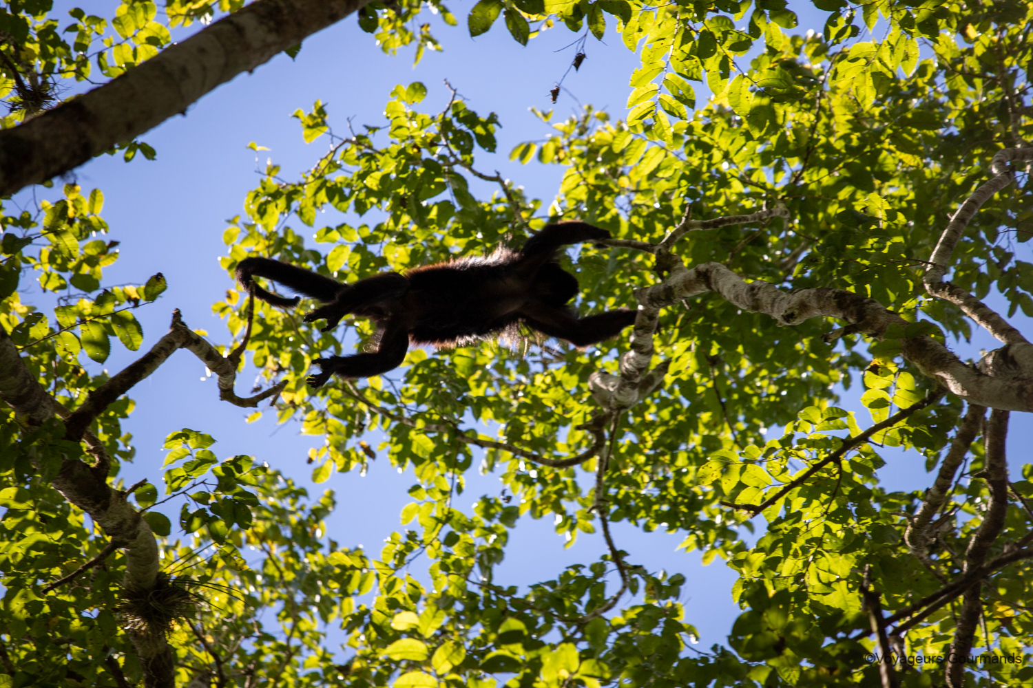visiter calakmul singes hurleurs 3