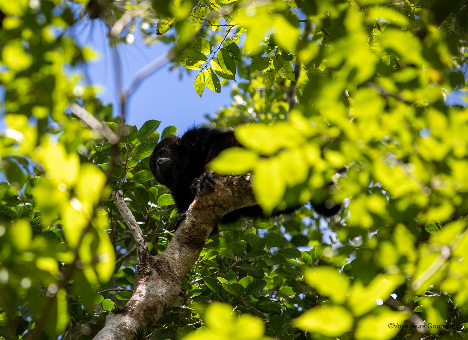 visiter calakmul singes hurleurs 4
