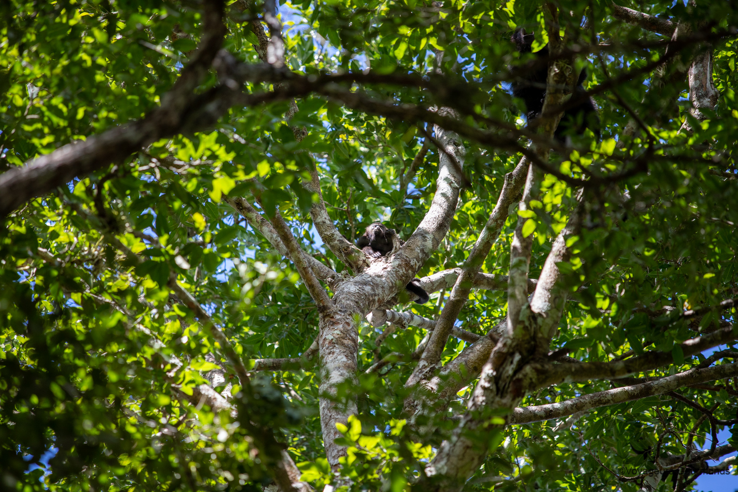 visiter calakmul singes hurleurs 5