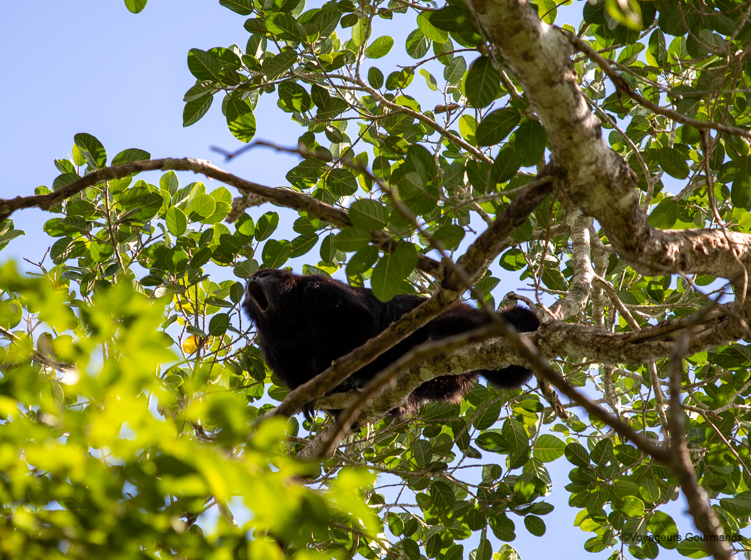 visiter calakmul singes hurleurs 6