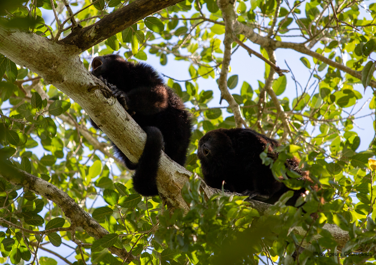 visiter calakmul singes hurleurs 7