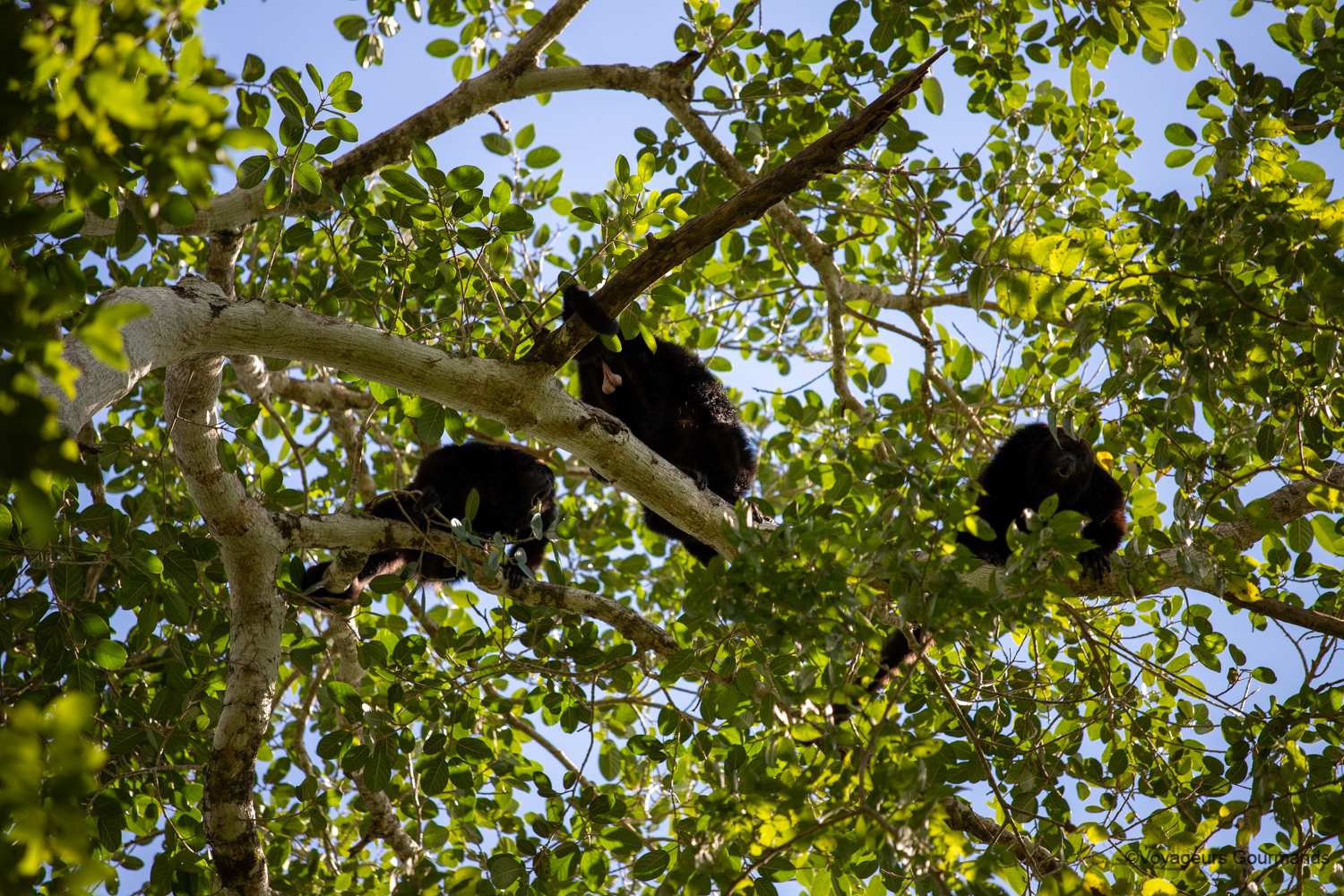 visiter calakmul singes hurleurs 8