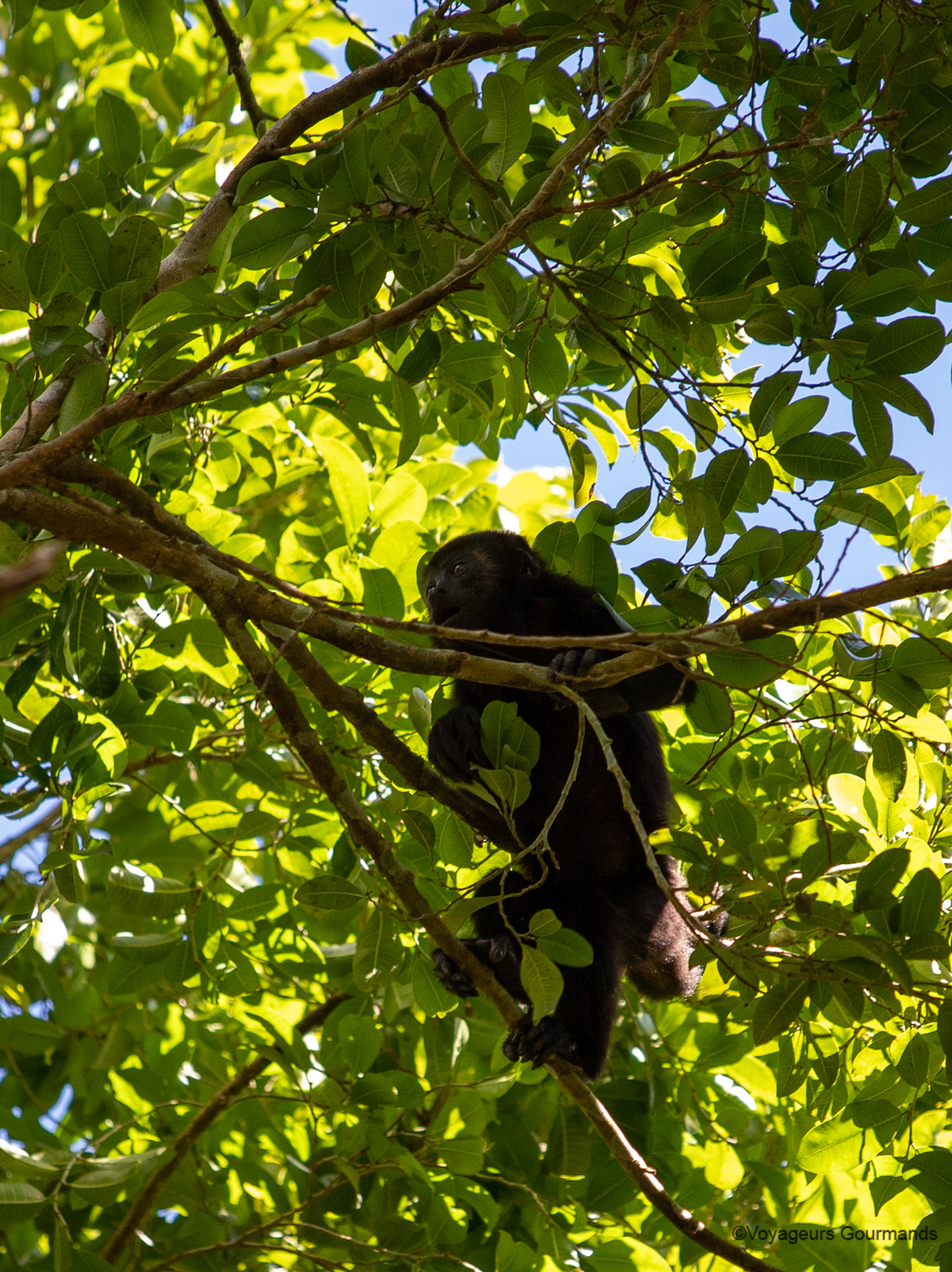 visiter calakmul singes hurleurs 9
