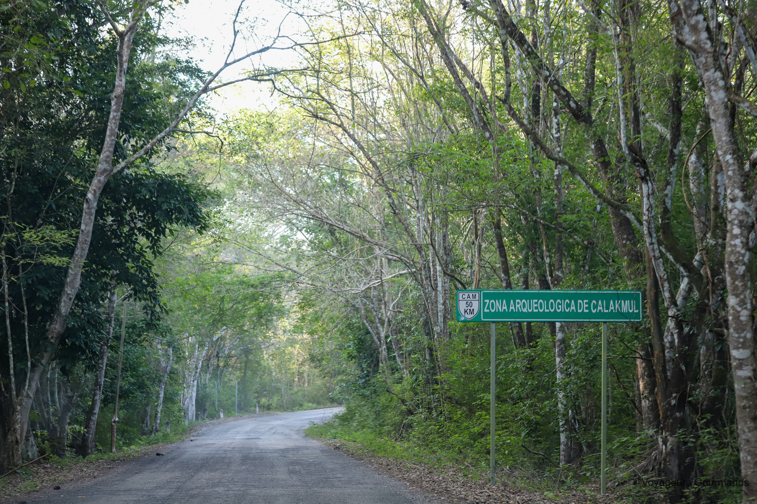 visiter calakmul
