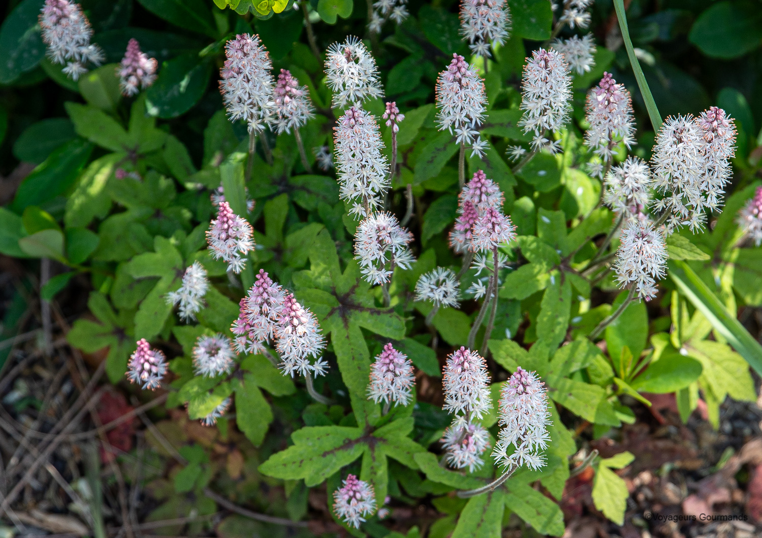 jardin visite honfleur