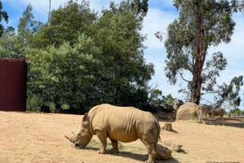safari afrique