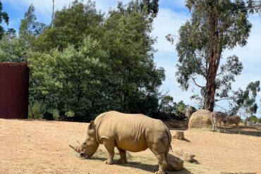 safari afrique
