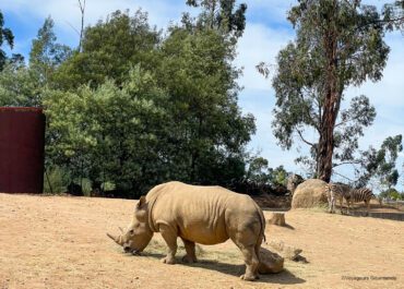 safari afrique