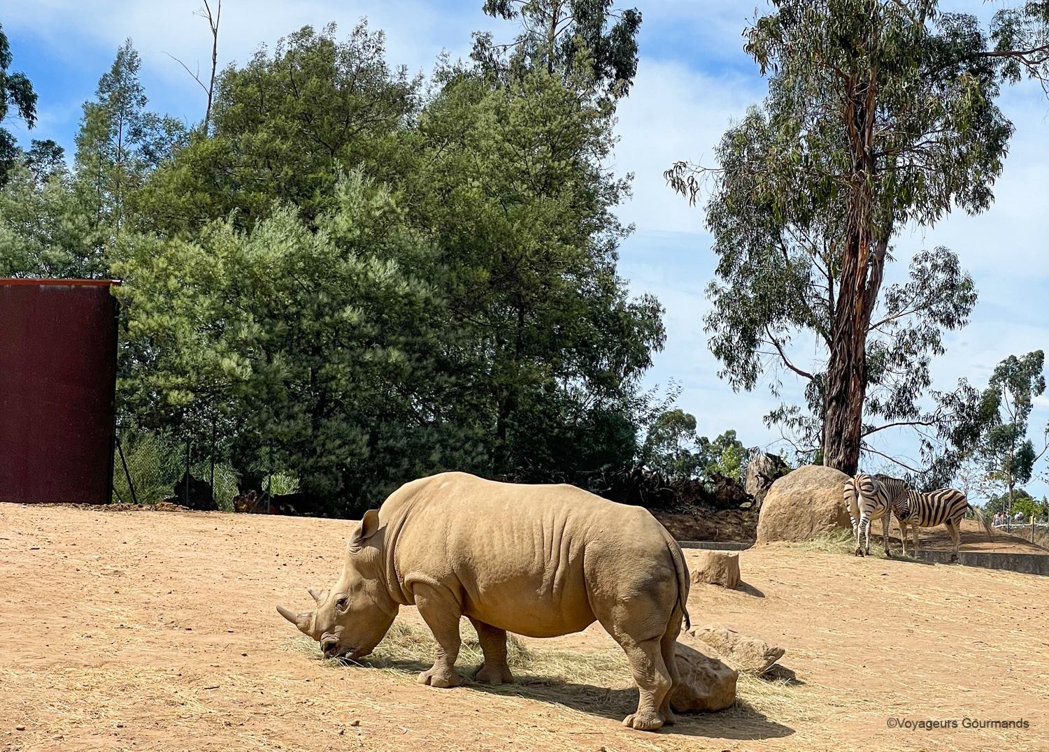 safari afrique 1
