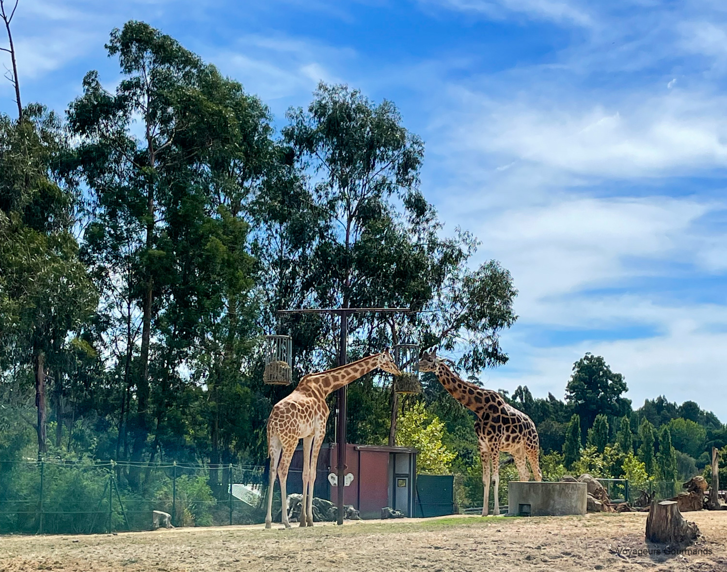 safari afrique 2