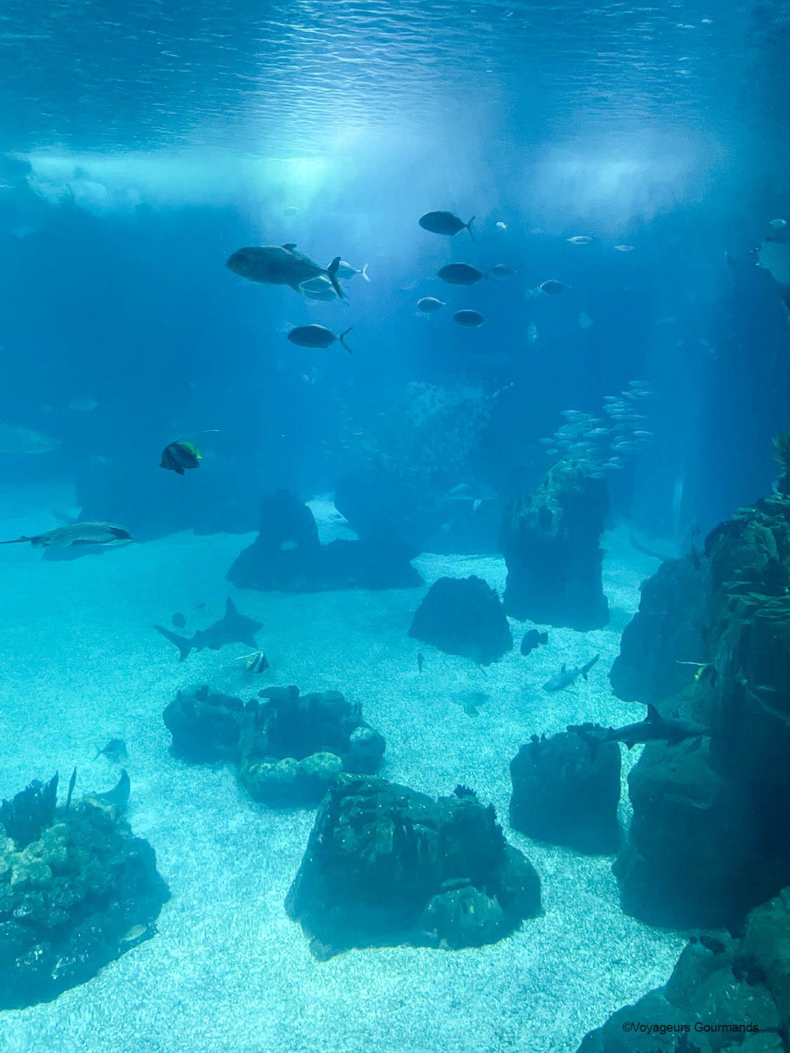 aquarium de lisbonne