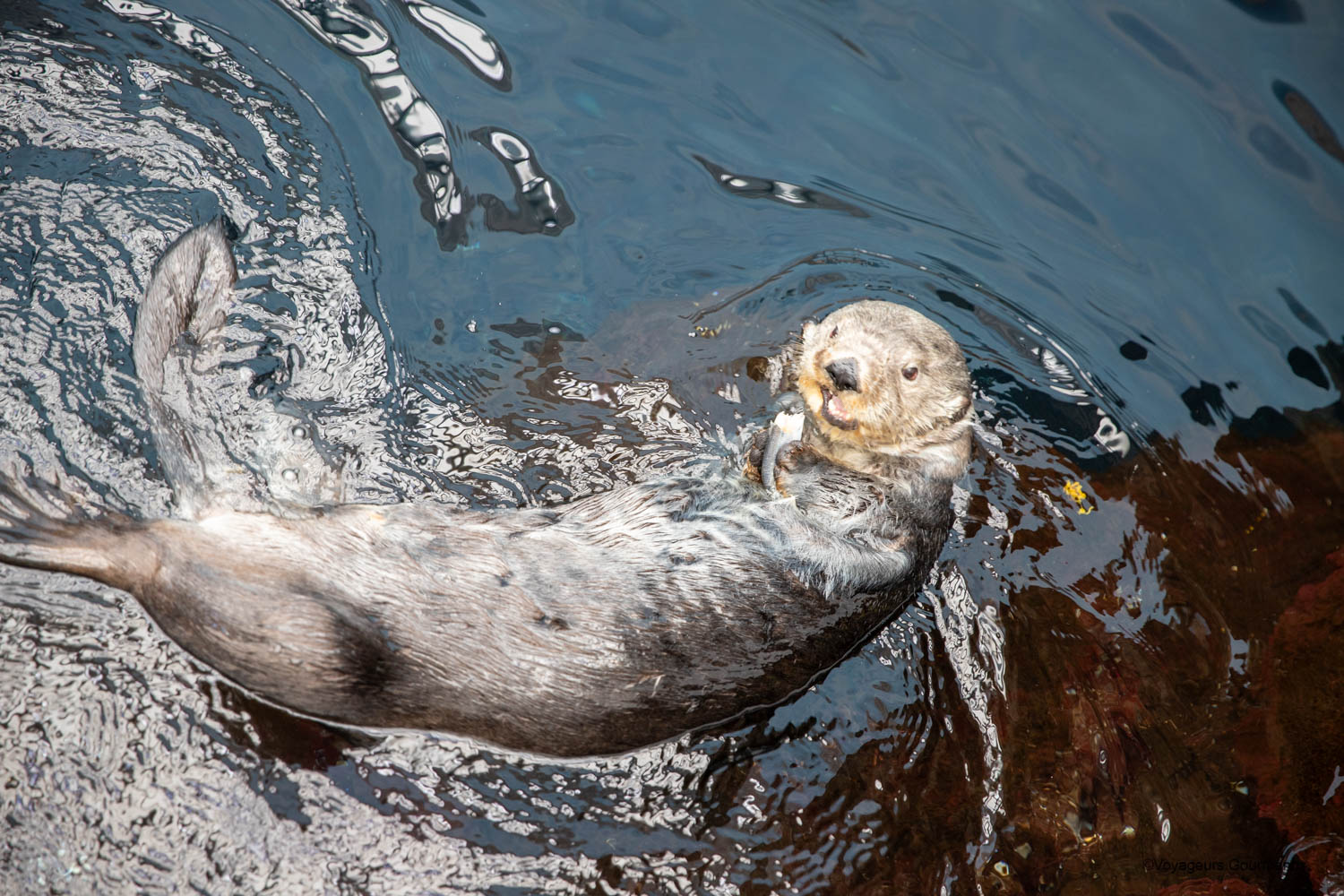 aquarium de lisbonne