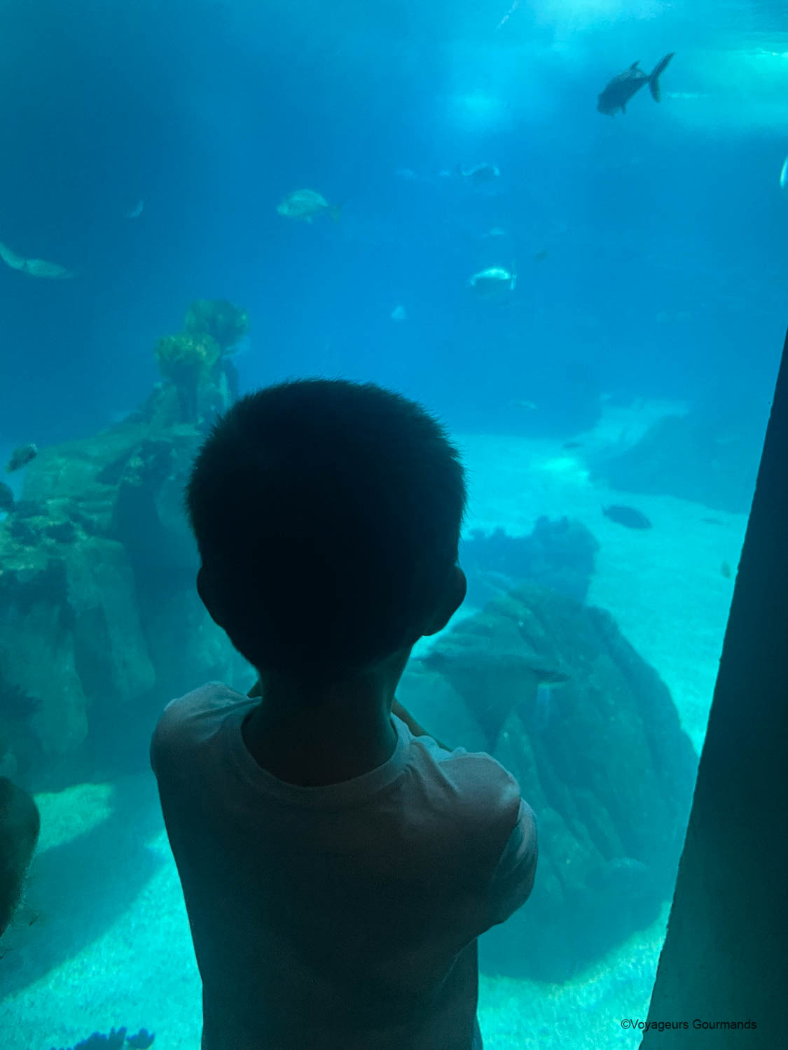 aquarium de lisbonne