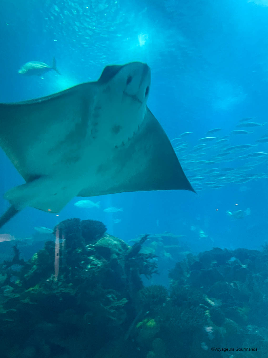 aquarium de lisbonne