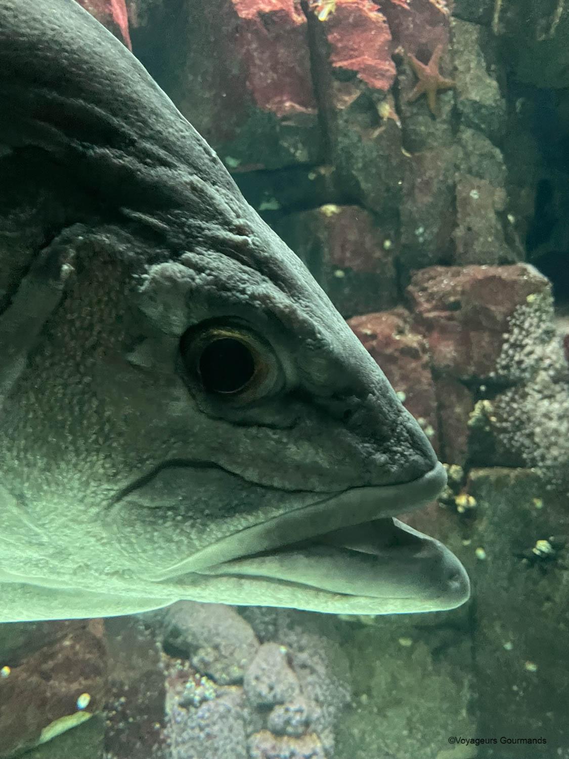 aquarium de lisbonne