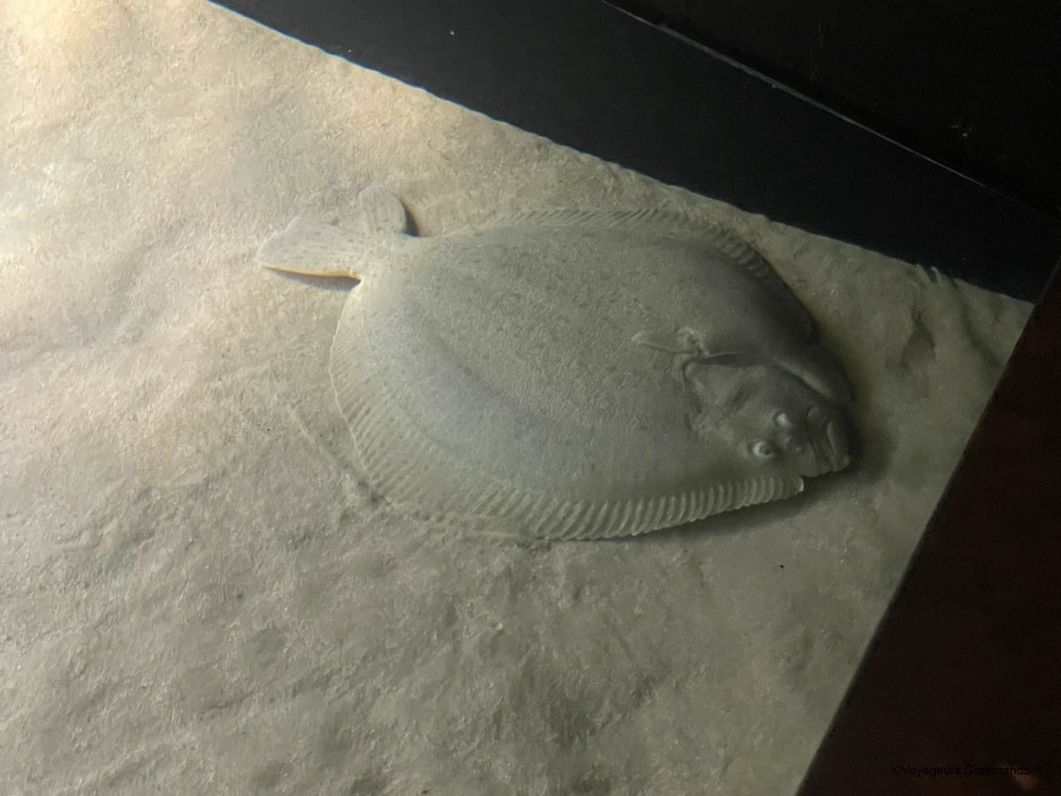 aquarium de lisbonne