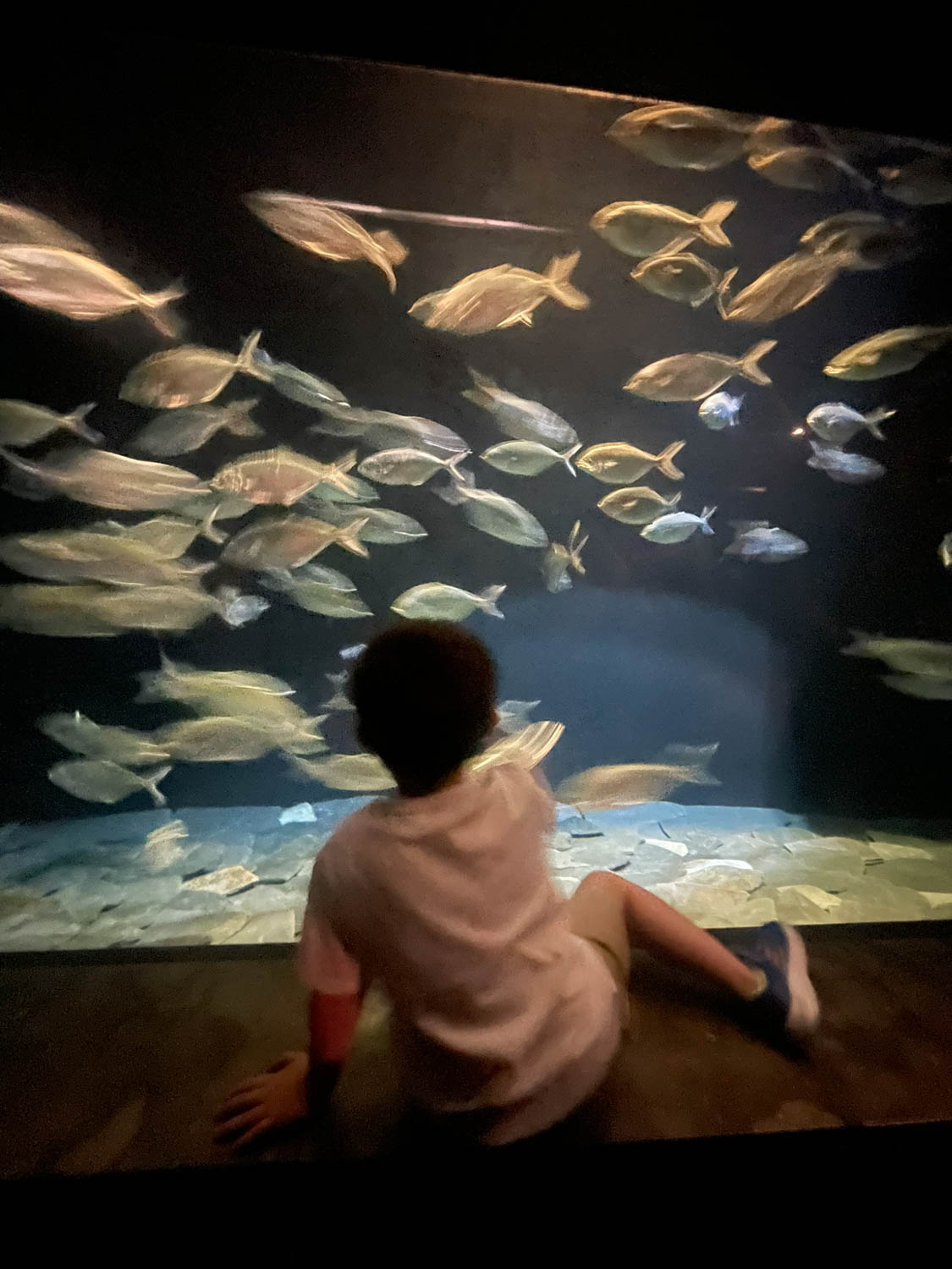 aquarium de lisbonne