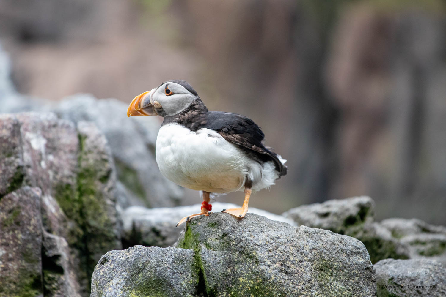 aquarium de lisbonne